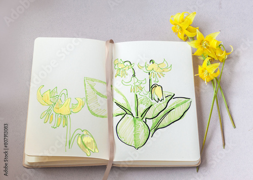 Erythronium on open sketchbook page with a drawing of a plant