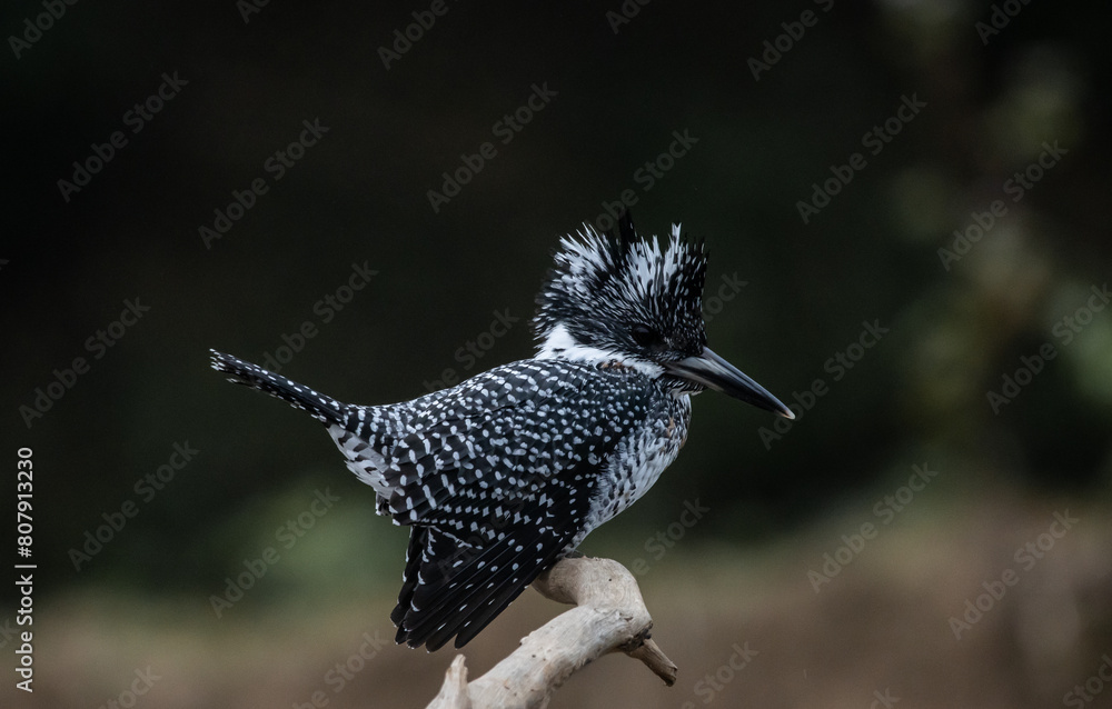 Crested Kingfisher on the branch at Chiang Dao District Chiangmai Province Thailand ( animal portrait ).