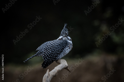 Obraz na płótnie Crested Kingfisher on the branch at Chiang Dao District Chiangmai Province Thailand ( animal portrait ). w salonie