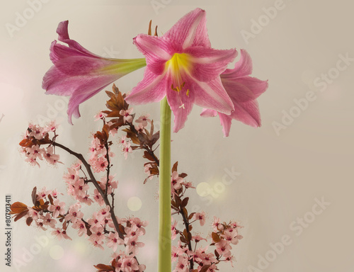 Hippeastrum (amarillis)  "Estella" and branch of cherry