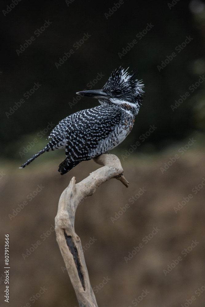 Crested Kingfisher on the branch at Chiang Dao District Chiangmai Province Thailand ( animal portrait ).