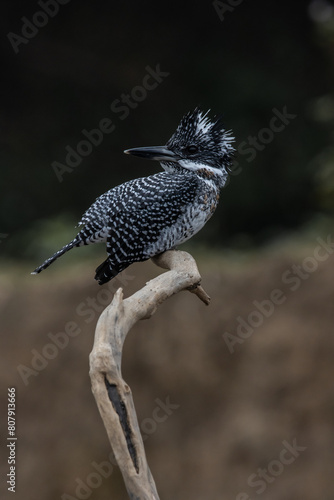 Obraz na płótnie Crested Kingfisher on the branch at Chiang Dao District Chiangmai Province Thailand ( animal portrait ). w salonie