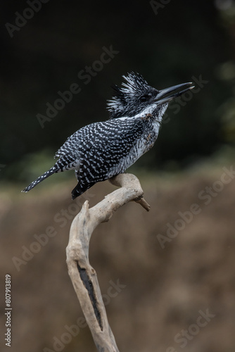  Crested Kingfisher on the branch at Chiang Dao District Chiangmai Province Thailand ( animal portrait ).
