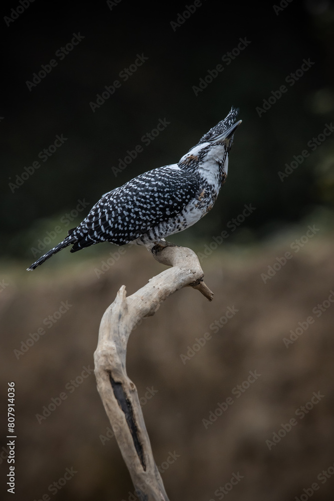 Crested Kingfisher on the branch at Chiang Dao District Chiangmai Province Thailand ( animal portrait ).
