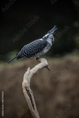 Obraz na płótnie Crested Kingfisher on the branch at Chiang Dao District Chiangmai Province Thailand ( animal portrait ). w salonie