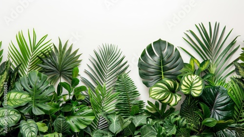 jungle plants in natural habitat on a isolated background