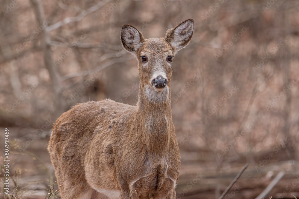 deer in the forest deer in the forest