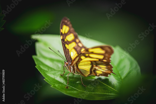 Colorful butterfly in the tropical garden