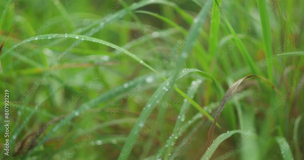 Dew adorns fresh green grass, sparkling in the natural light. Each drop reflects the world around, creating tiny prisms on the blades. Dew adorns fresh green grass, sparkling in the natural light. Each drop reflects the world around, creating tiny prisms on the blades.