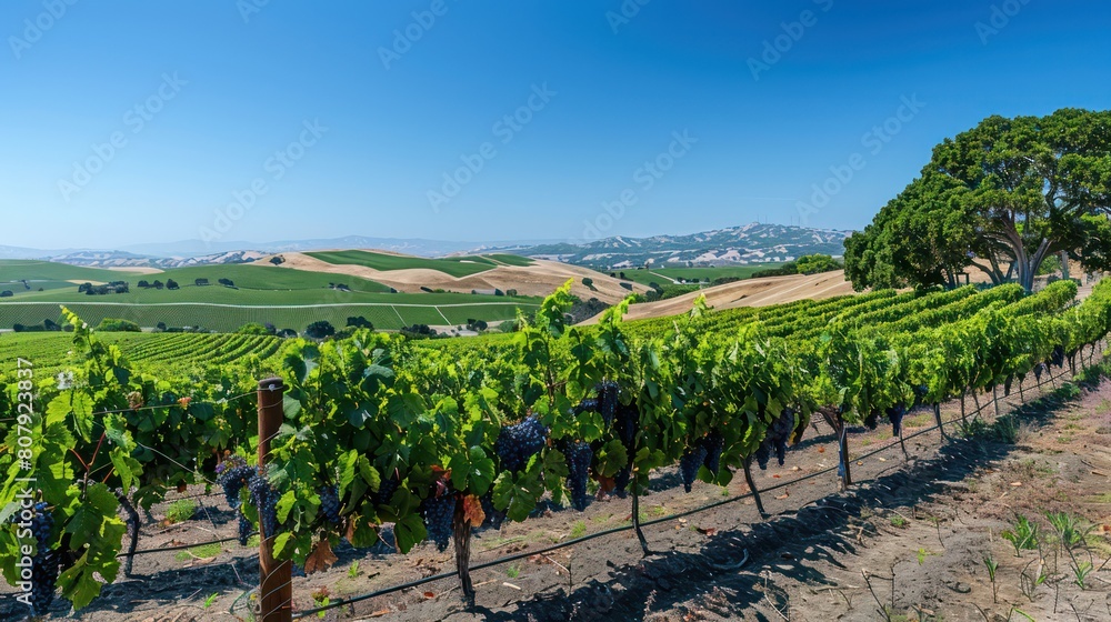 vineyard with clusters of ripe grapes, under a clear blue sky