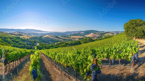 vineyard with clusters of ripe grapes, under a clear blue sky