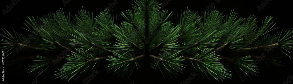 A close-up photograph of a pine tree branch against a black background A close-up photograph of a pine tree branch against a black background