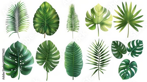 tropical leaf illustration on a isolated background