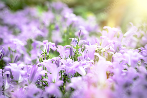 Purple flowers in the meadow, flowering bellflowers, beautiful nature in spring