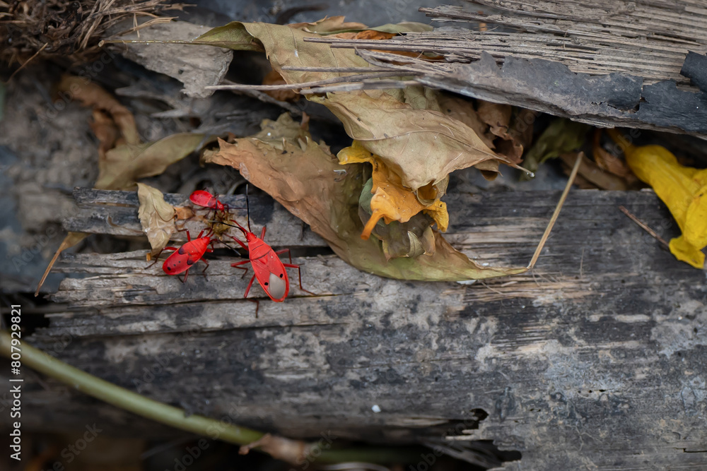 small red bug cotton stainer on the green leaf breed eat and climb on the tree are enemy of plant small red bug cotton stainer on the green leaf breed eat and climb on the tree are enemy of plant