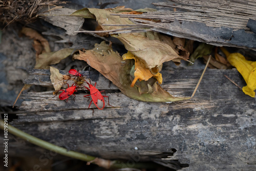 small red bug cotton stainer on the green leaf breed eat and climb on the tree are enemy of plant photo