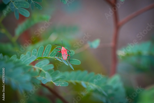 small red bug cotton stainer on the green leaf breed eat and climb on the tree are enemy of plant photo