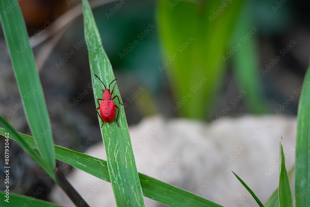 small red bug cotton stainer on the green leaf breed eat and climb on the tree are enemy of plant small red bug cotton stainer on the green leaf breed eat and climb on the tree are enemy of plant
