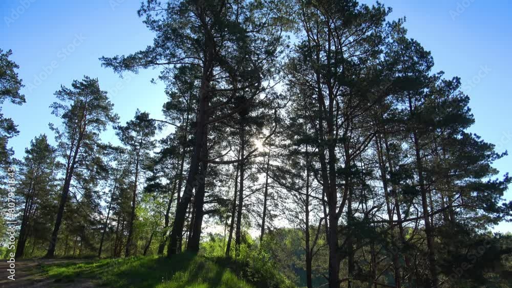 Trees in the forest Trees in the forest