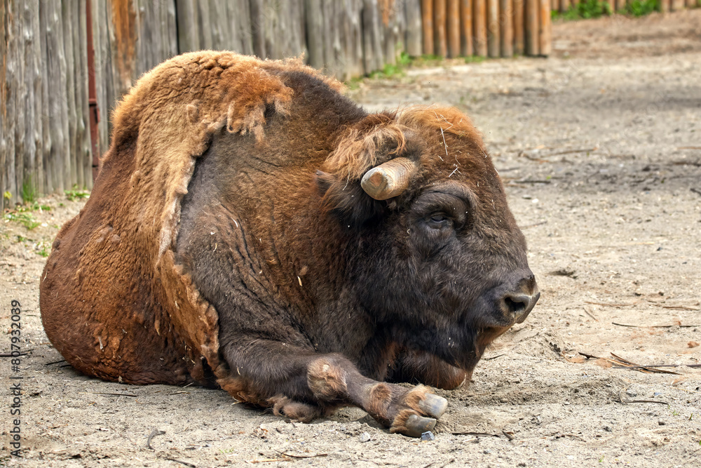 Fototapeta premium a large bison lying resting near a wooden fence