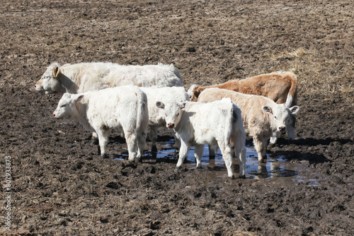 Cows on muddy field. Mother cow and little small calfs. Animals muddy bath. Drinking water from a puddle. Group of cows. Animal family background. Agricultural farm landscape.