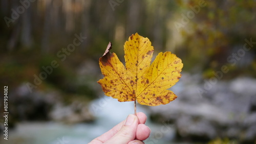 Herbstblatt