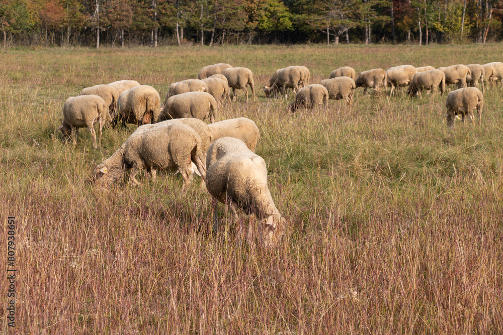 Fototapeta premium Flock of sheep in the pasture.