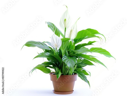 peace lily plant in a pot on white background