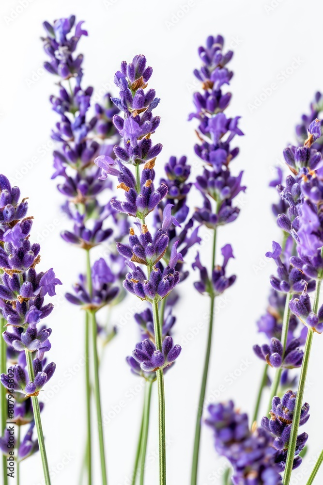lavender sprigs flowers lavender sprigs flowers
