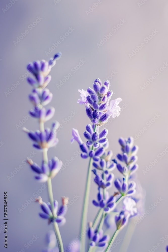 Obraz premium lavender sprigs flowers