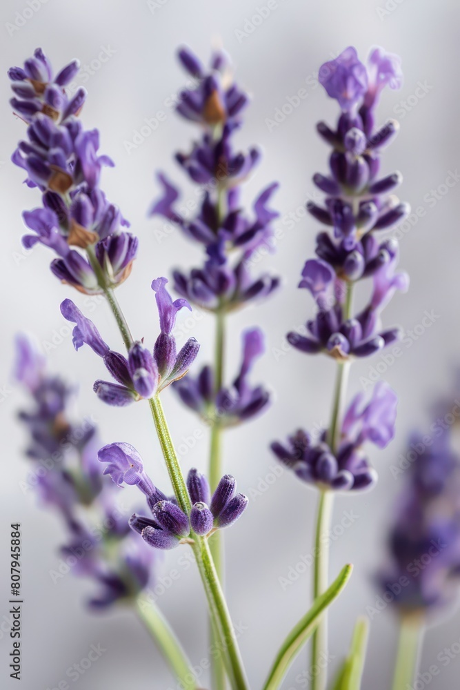 Obraz premium lavender sprigs flowers