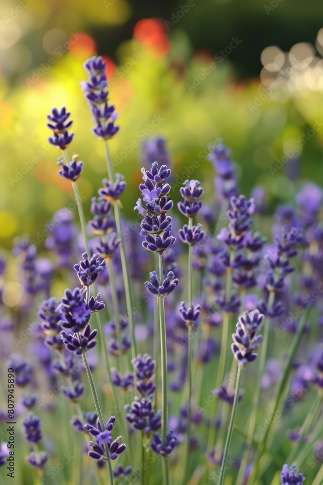 lavender sprigs flowers lavender sprigs flowers