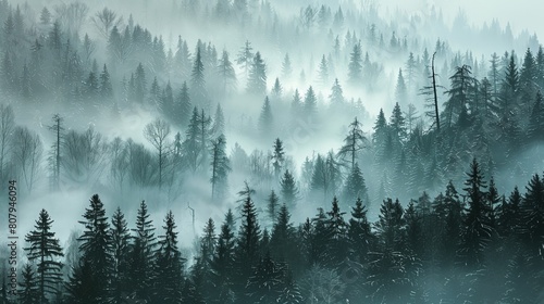 Gloomy pine forest with a thick fog © Sittipol 