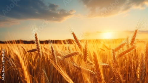 Backdrop of ripening ears of yellow wheat field on the sunset cloudy orange sky background. Copy space of the setting sun rays on horizon in rural meadow. Idea of a rich harvest. High quality photo