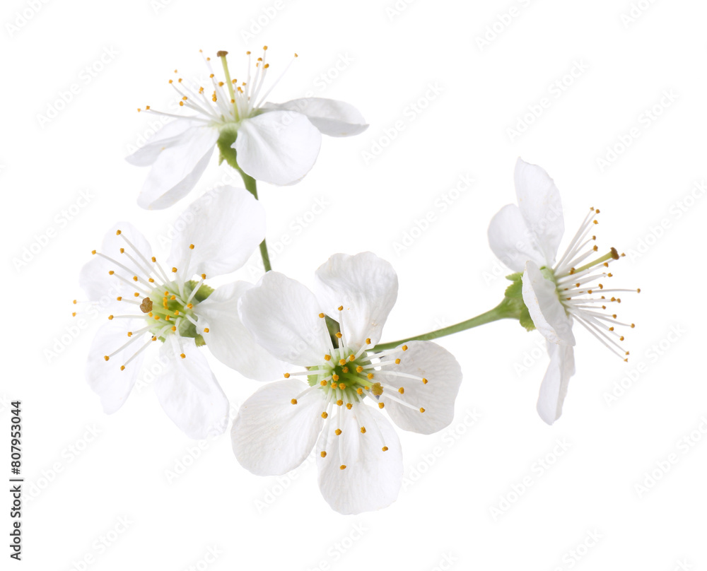 Beautiful spring tree blossoms isolated on white