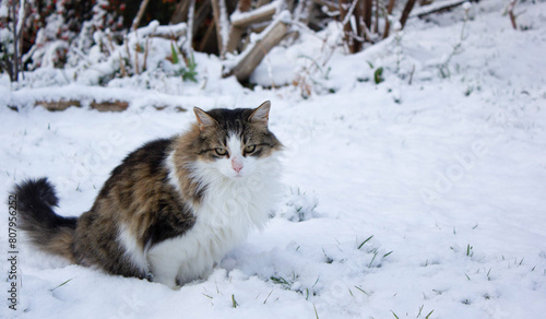 A serious cat in the snow