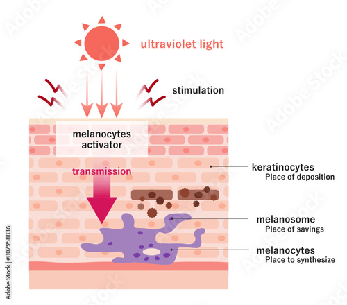 メラニン誕生のしくみ_How melanin is produced