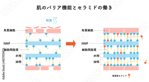 肌のバリア機能とセラミドの働き