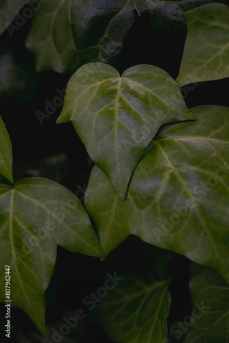 葉