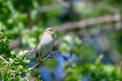 Chiffchaff, Phylloscopus collybita, perched on a tree branch © Vic Thornley
