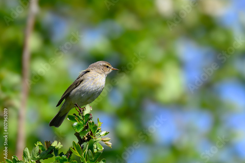 Chiffchaff, Phylloscopus collybita, perched on a tree branch