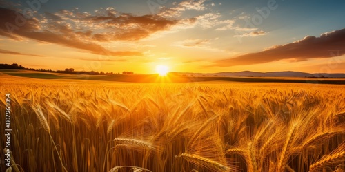 Backdrop of ripening ears of yellow wheat field on the sunset cloudy orange sky background. Copy space of the setting sun rays on horizon in rural meadow. Idea of a rich harvest. High quality photo photo