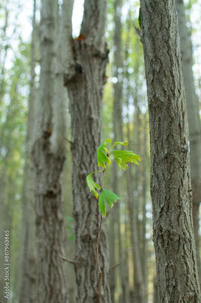 Fototapeta premium birch tree trunk