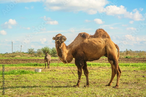 A camel and a village graze in a field on a farm