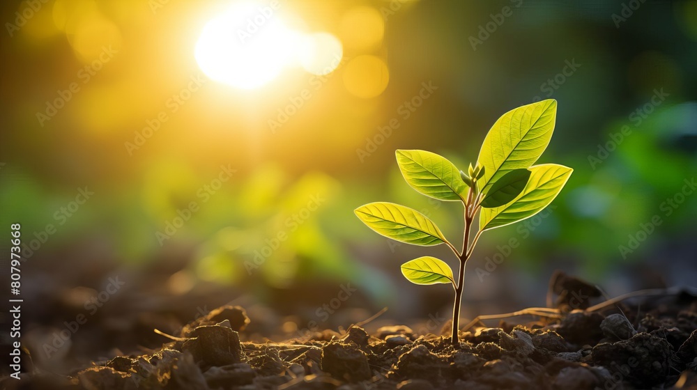 A lush green leaf sprouting among older foliage illuminated by a golden sunrise portraying the emergence of new sustainable technologies under ESG frameworks. A lush green leaf sprouting among older foliage illuminated by a golden sunrise portraying the emergence of new sustainable technologies under ESG frameworks.