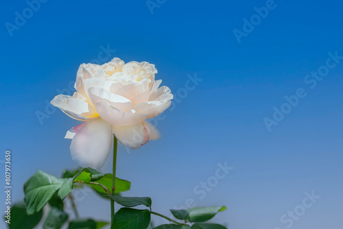 White rose in full bloom with a bright blue sky