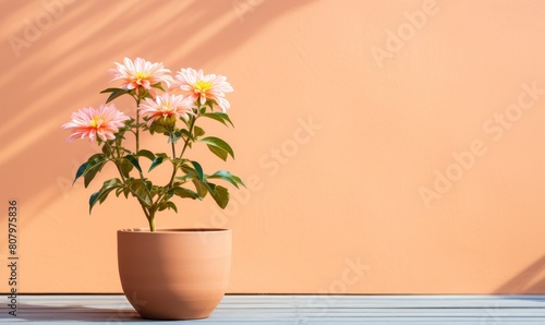 A terracotta pot with a blooming flower, placed against a plain, pastel background, creating a peaceful and inviting space for garden lovers.