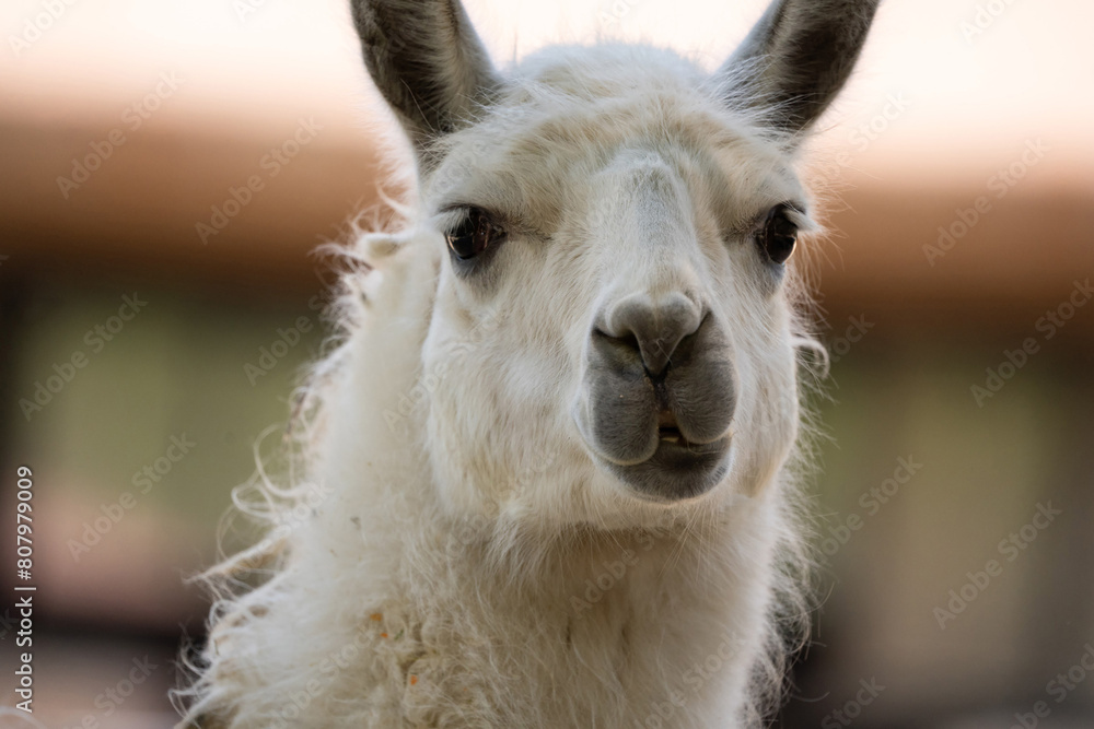 Fototapeta premium Close up portrait of a cute alpaca