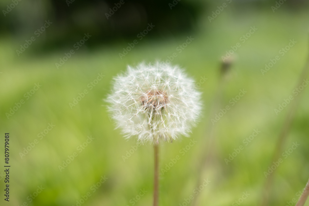 Close-up of a vibrant dandelion in full bloom