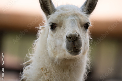 Close up portrait of a cute alpaca